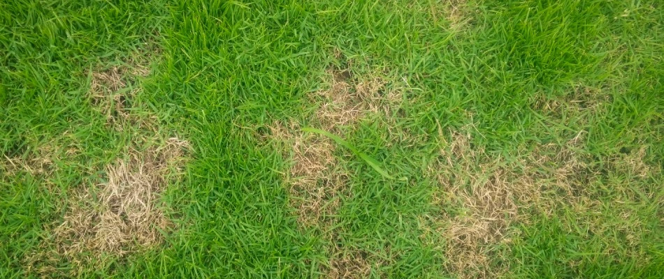 Lawn infected with fairy ring disease in Lee's Summit, MO.