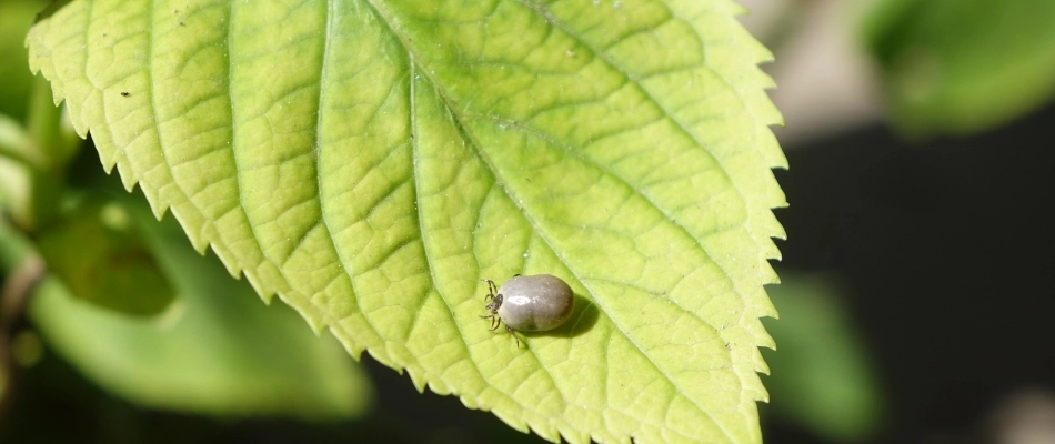 Filled tick found on leaf in property in Stilwell, KS.