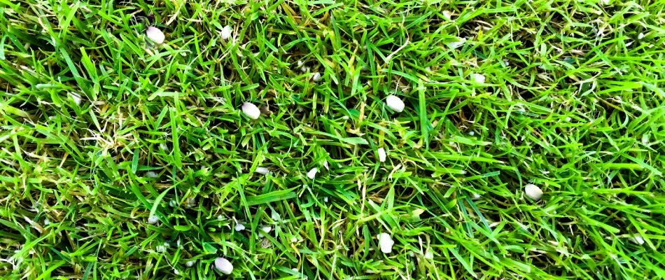 Granular fertilizer pellets added to lawn in Liberty, MO.