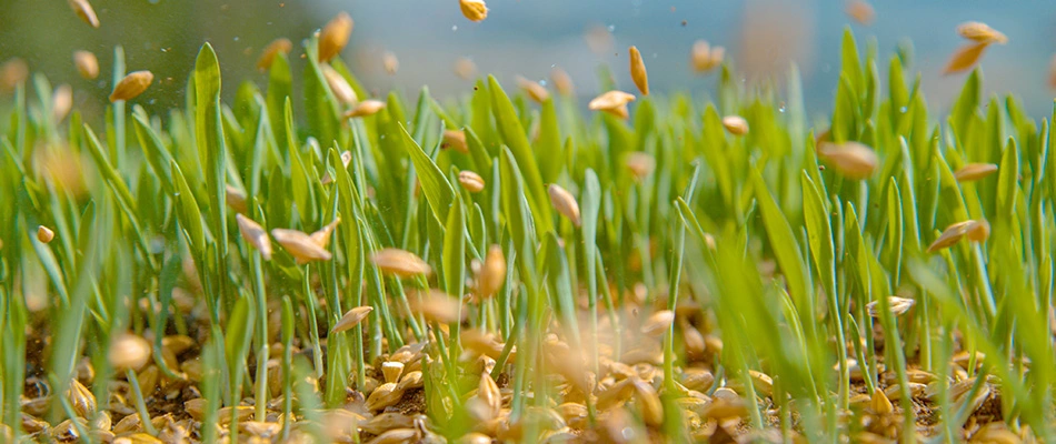 Overseeding a lawn with grass seeds to create an even greater fulness.