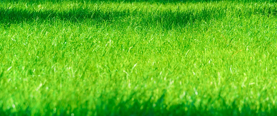 Thick, healthy, green grass due to regular fertilization in Lenexa, KS.