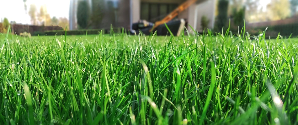 Super healthy grass, thick and lushious, up close in Indianapolis, IN.