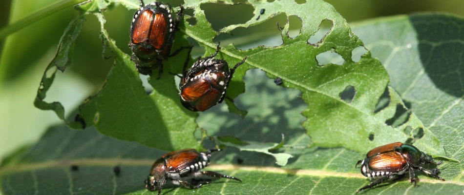 Japanese beetles eating away at a leaf in a tree in Zionsville, IN.