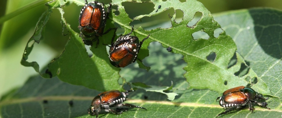 Japanese beetles eating leaves in a tree in Zionsville, IN.
