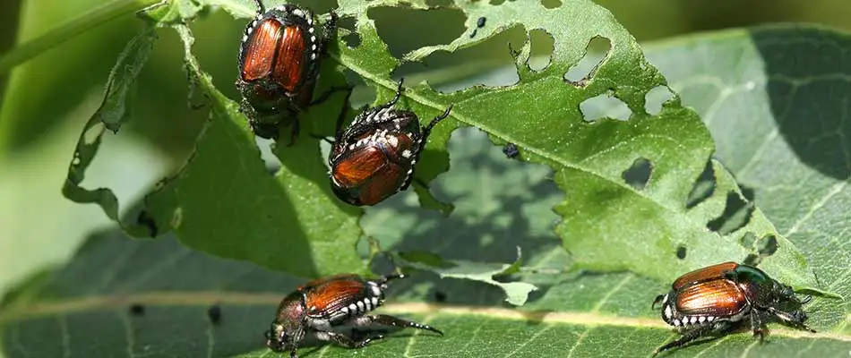 Japanese beetles destroying leaves in Overland Park, KS.