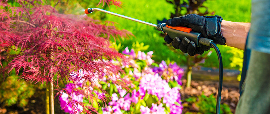 An expert is spraying a landscape bed with insect and weed control solutions in Avon, IN and nearby communities.