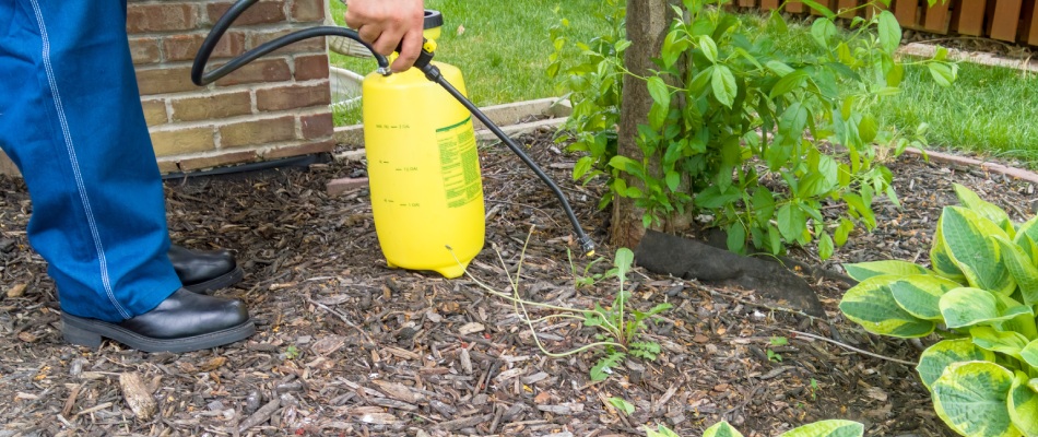 Professional applying landscape bed weed control treatment to landscape in Blue Springs, MO.