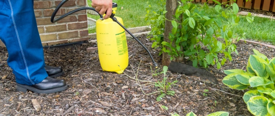 Professional applying landscape bed weed control in Blue Springs, MO.