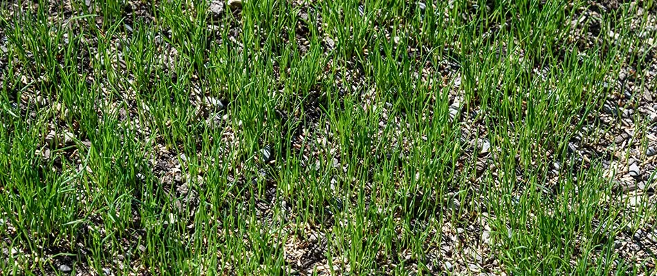 A patchy lawn with green grass and spots with overseeding in Greenfield, IN and surrounding areas.