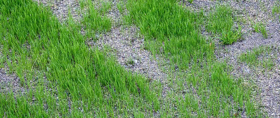 Overseedeed patchy lawn with healthy grass in Greenwood, IN.