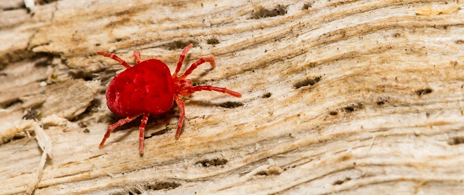 A red mite is crawling on an exposed tree trunch.