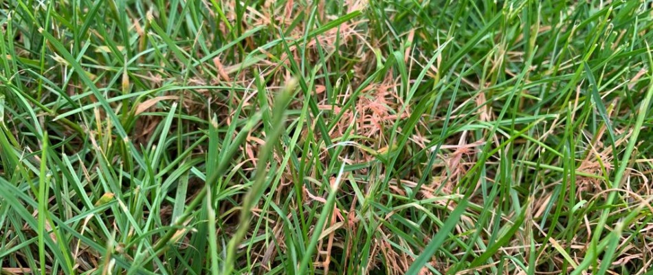 Red thread disease found in lawn in Lee's Summit, MO.