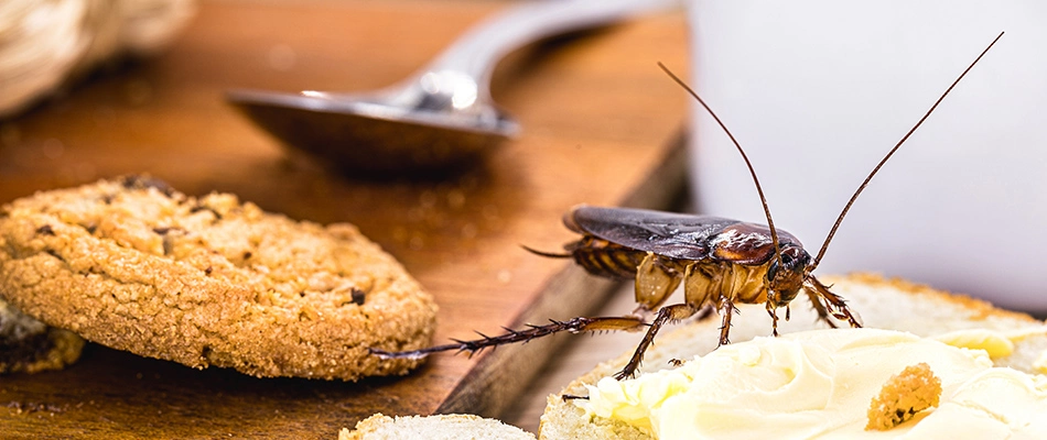 A roach laid over food on a counter in Kansas City, KS.