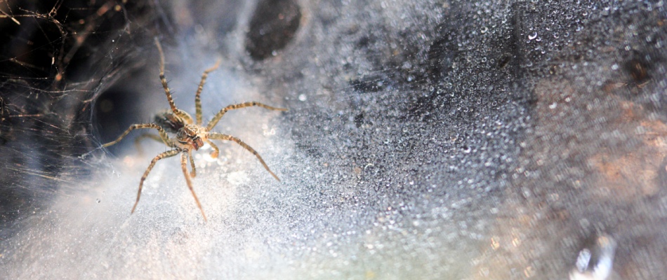 Spider crawling through web in Miami County, KS.
