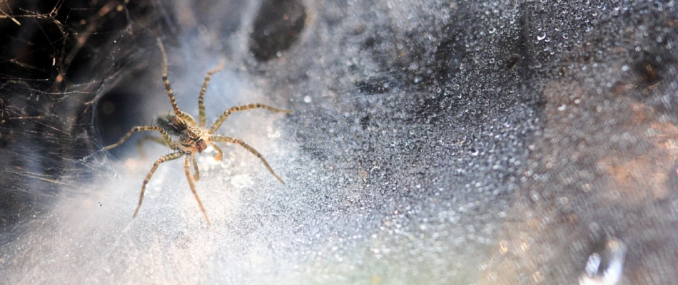 Spider crawling through web in Miami County, KS.