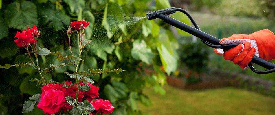 Our plant health specialist spraying a red flower on a property in Zionsville, IN. 