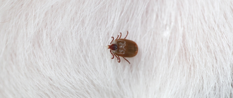 Tick found on home owner's pet in Liberty, MO.