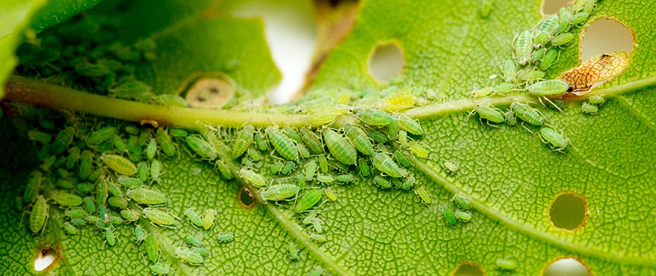 A tree leaf with a ton of aphids eating the leaf near Indianapolis, IN and surrounding areas.