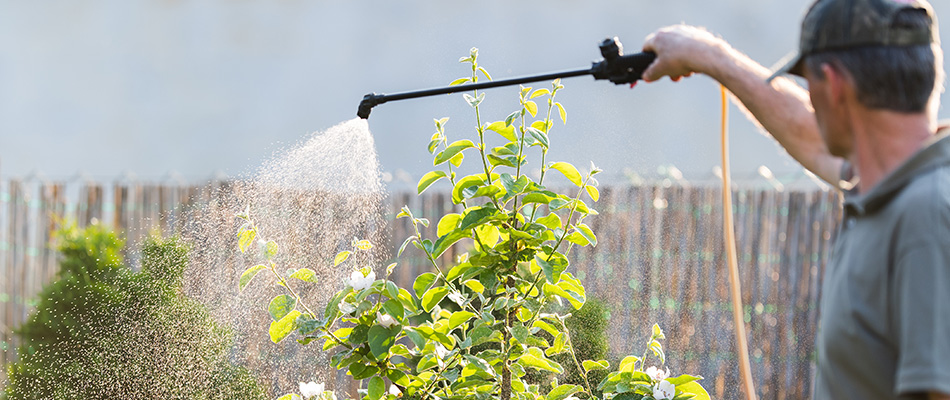Insecticide being sprayed onto a plant in Blue Springs, MO.