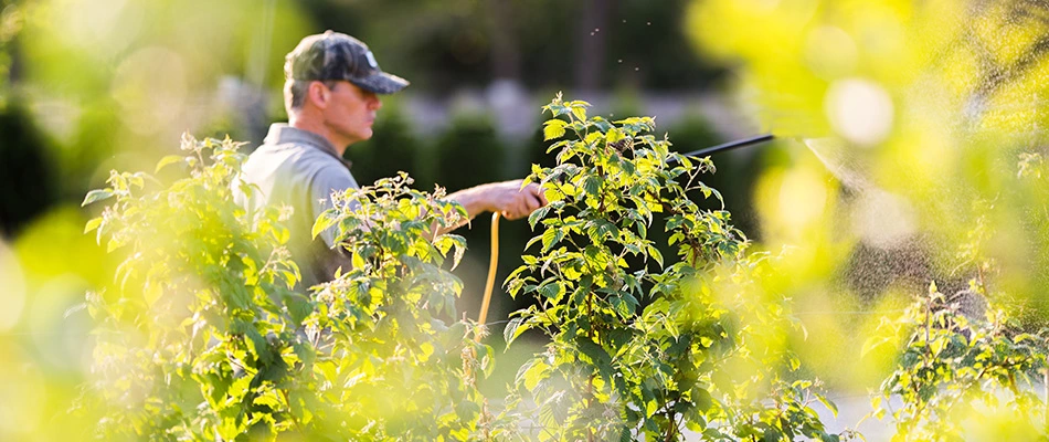 A professional walking through a property spraying trees and shrubs with insect and fertilizer treatments in Greenwood, IN.