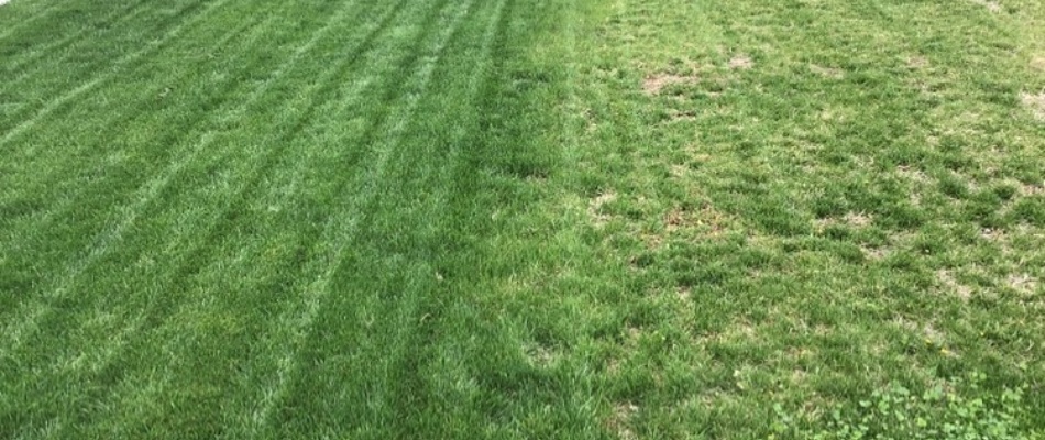 Yard comparison of a fertilized lawn in Kansas City, KS.