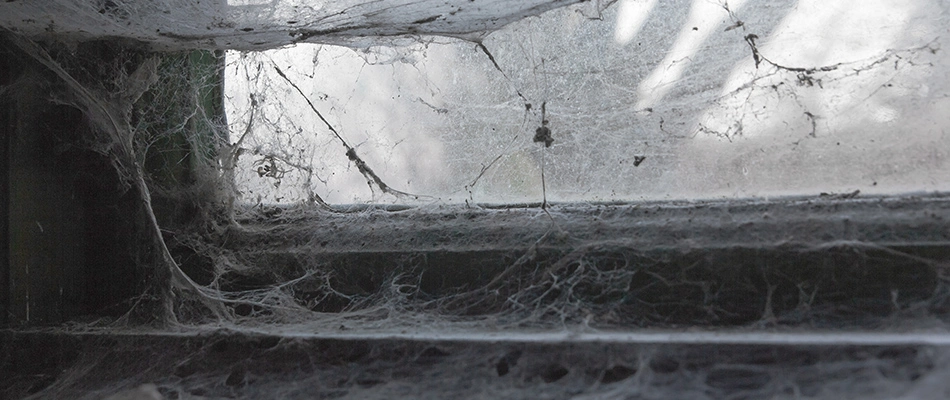 Webs formed by a window in Kansas City, KS.
