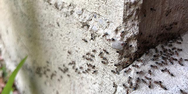 Ants crawling around the foundation of a home in Shawnee, KS.